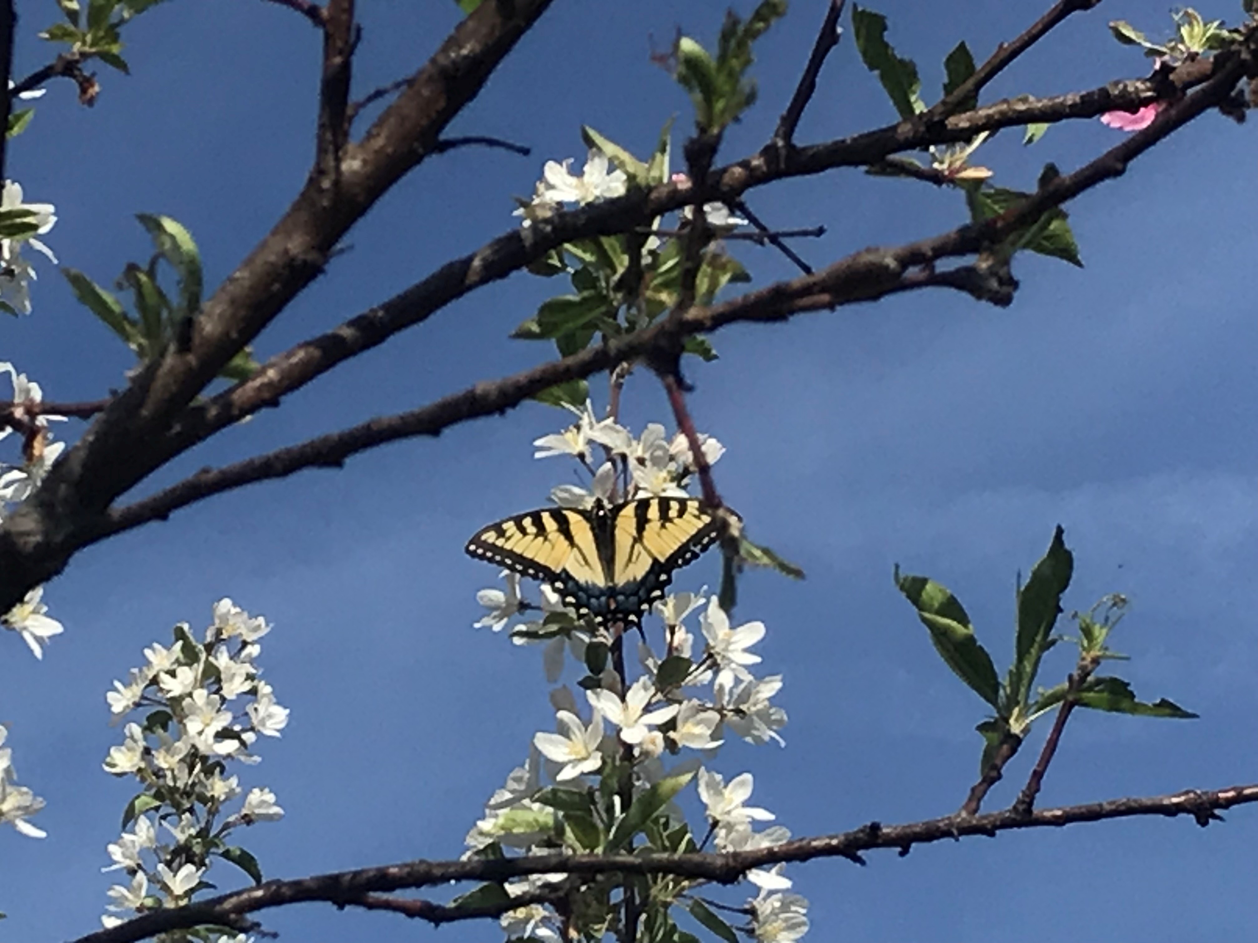 The Sayings of the Cross